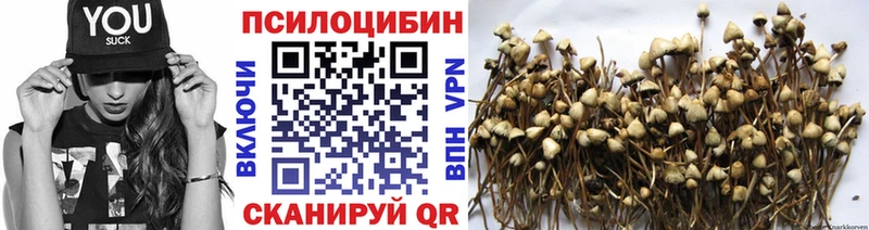 где купить   Волгореченск  Галлюциногенные грибы MAGIC MUSHROOMS 